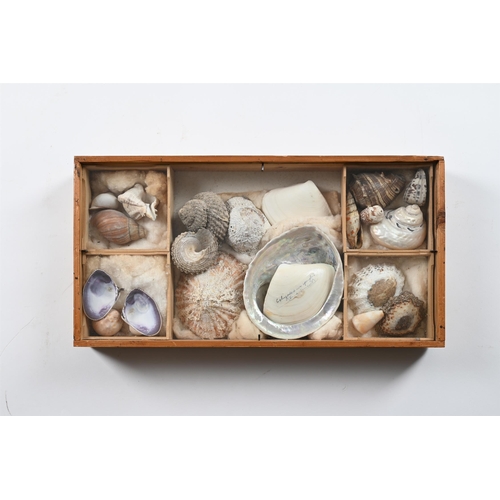 737 - A COLLECTION OF VARIOUS SHELLS IN ELEVEN FRAMED CASES  MID 20TH CENTURY Each case divided and with s... 