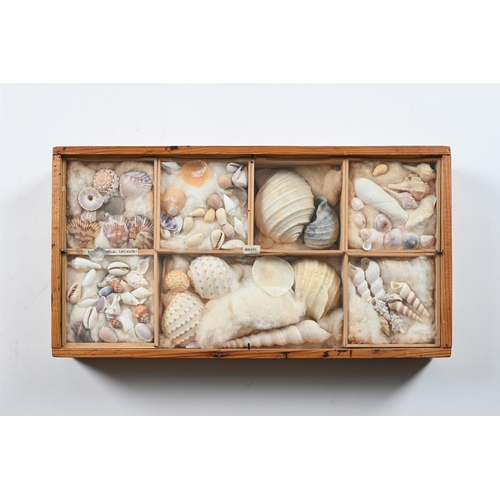 737 - A COLLECTION OF VARIOUS SHELLS IN ELEVEN FRAMED CASES  MID 20TH CENTURY Each case divided and with s... 