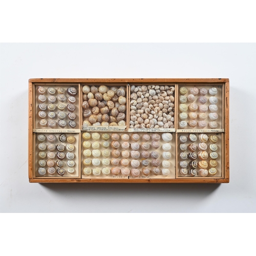 737 - A COLLECTION OF VARIOUS SHELLS IN ELEVEN FRAMED CASES  MID 20TH CENTURY Each case divided and with s... 