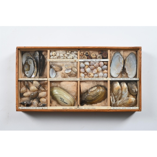 737 - A COLLECTION OF VARIOUS SHELLS IN ELEVEN FRAMED CASES  MID 20TH CENTURY Each case divided and with s... 