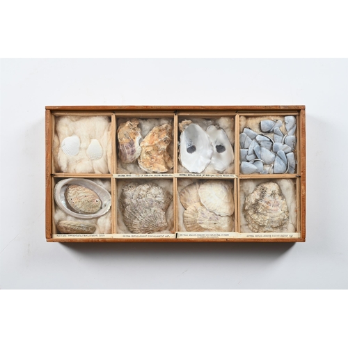 737 - A COLLECTION OF VARIOUS SHELLS IN ELEVEN FRAMED CASES  MID 20TH CENTURY Each case divided and with s... 