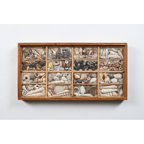 737 - A COLLECTION OF VARIOUS SHELLS IN ELEVEN FRAMED CASES  MID 20TH CENTURY Each case divided and with s... 