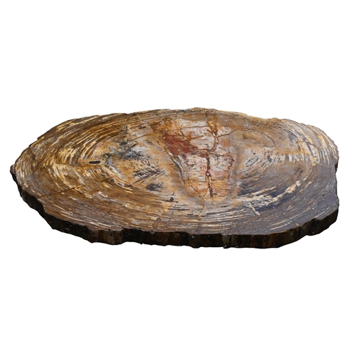 391 - A POLISHED PETRIFIED WOOD TABLE TOPSliced in cross section, with textured edgesthe top approximately... 