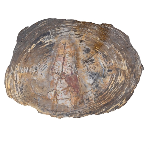 391 - A POLISHED PETRIFIED WOOD TABLE TOPSliced in cross section, with textured edgesthe top approximately... 