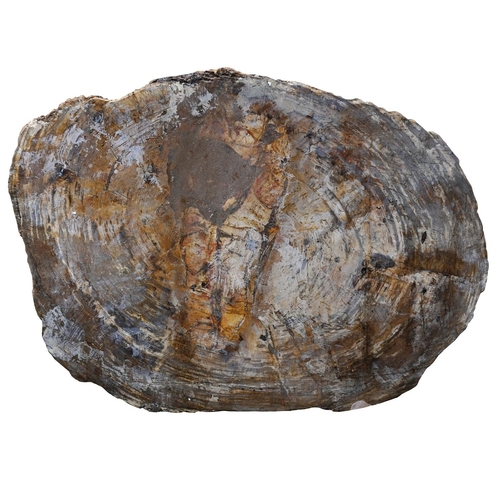 391 - A POLISHED PETRIFIED WOOD TABLE TOPSliced in cross section, with textured edgesthe top approximately... 