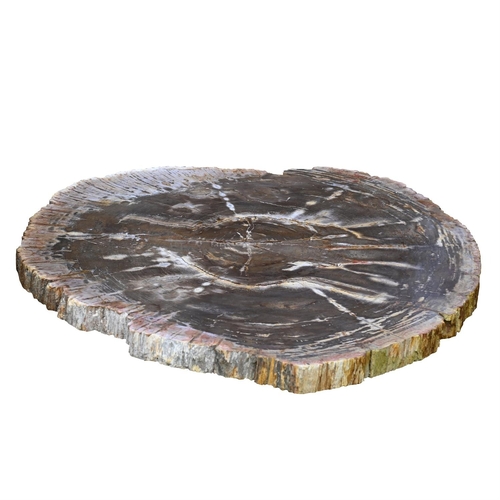 392 - A POLISHED PETRIFIED WOOD TABLE TOPSliced in cross section, with textured edgesthe top approximately... 