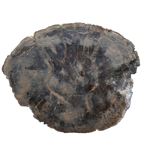 392 - A POLISHED PETRIFIED WOOD TABLE TOPSliced in cross section, with textured edgesthe top approximately... 