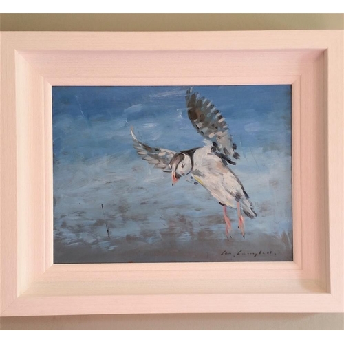 92 - CON CAMPBELL (IRISH, b. 1946), “PUFFIN IN FLIGHT”, oil on board, signed lower right, 55cm x 40cm app... 