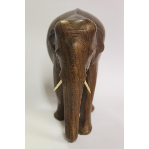 151 - A CARVED TEAK ELEPHANT , with ivory tusks attached, with a heavy weight, possibly of South East Asia... 