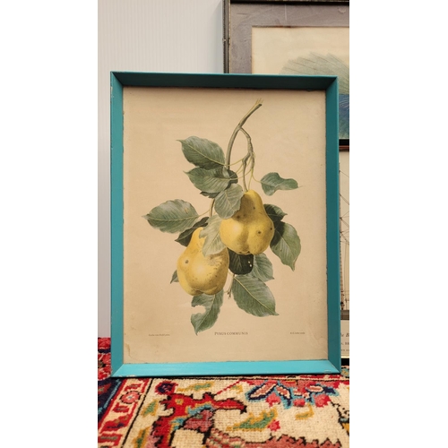 210 - A SELECTION OF FRAMED PRINTS, includes; (i) & (ii) Fruit prints (iii) 'Prince Rudolph's Bird of Para... 