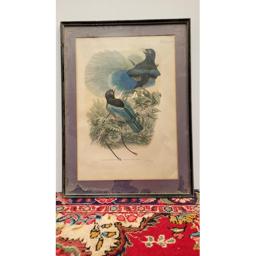 210 - A SELECTION OF FRAMED PRINTS, includes; (i) & (ii) Fruit prints (iii) 'Prince Rudolph's Bird of Para... 