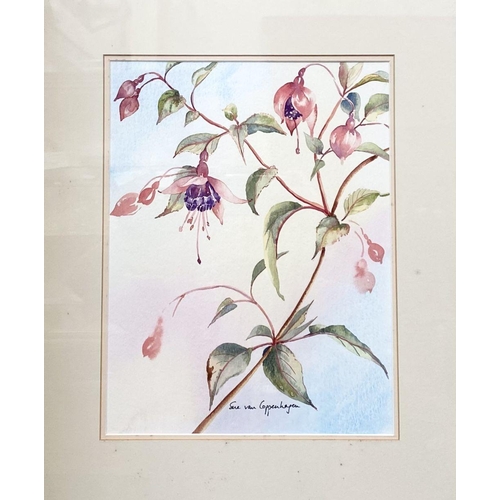 76 - SUE VAN COPPENHAGEN (20th Century), “FUCHSIA”, watercolour, signed lower centre, artists label verso... 