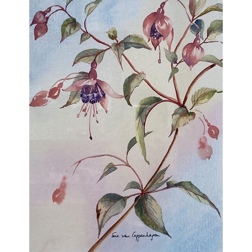 76 - SUE VAN COPPENHAGEN (20th Century), “FUCHSIA”, watercolour, signed lower centre, artists label verso... 