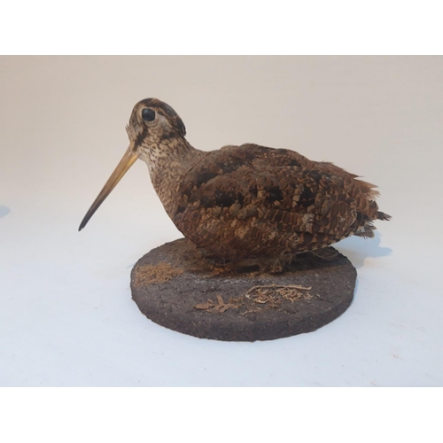 186 - A TAXIDERMY PIECE OF AN IRISH SNIPE BIRD, the Snipe was once a regular bird to be heard in the wilds... 