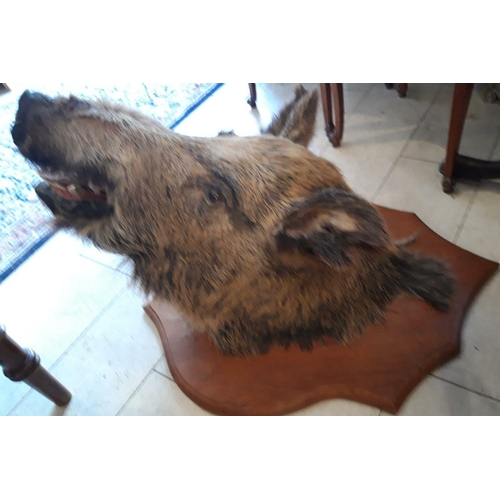 Lot 195       