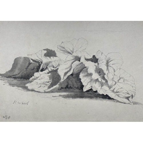 226 - SAMUEL GILLESPIE PROUT (British, 1822-1911), “STUDY OF RHUBARB”, graphite and watercolour on grey wo... 