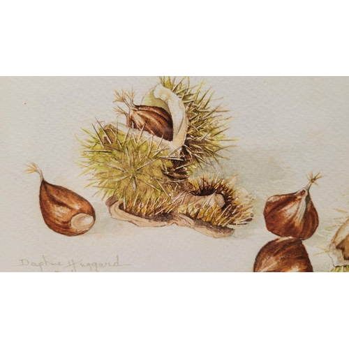 196 - DAPHNE HUGGARD, (IRISH, 20th CENTURY), CHESTNUTS, watercolour on paper, signed and dated lower left.... 