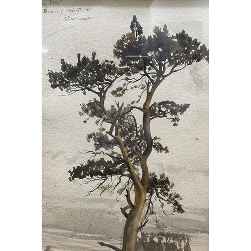 294 - A FRAMED WATERCOLOUR ON PAPER, ‘THE SCOTCH FIR’, titled upper right and dated Sept 6th ’42, together... 