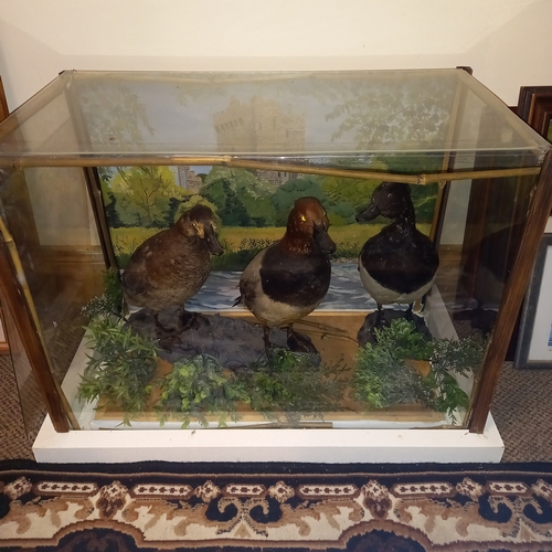 343 - A VINTAGE CASED TAXIDERMY, contains three ducks, standing in front of an Irish castle painting.