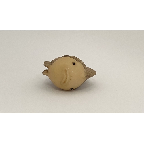 9 - AN ANTIQUE HAND CARVED JAPANESE TAGUA NUT NETSUKE, in the form of a fish, signed to side. Intricatel... 