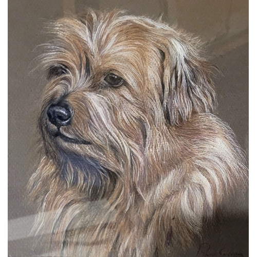 157 - PAMELA COOMBES, (BRITISH, 20TH CENTURY), UNTITLED DOG PORTRAIT, pastel on paper, signed & dated lowe... 