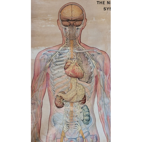 314 - A LARGE VINTAGE SWEDISH PRINTED WALL CHART: THE NERVOUS SYSTEM, Canvas backed print. Produced for EP... 