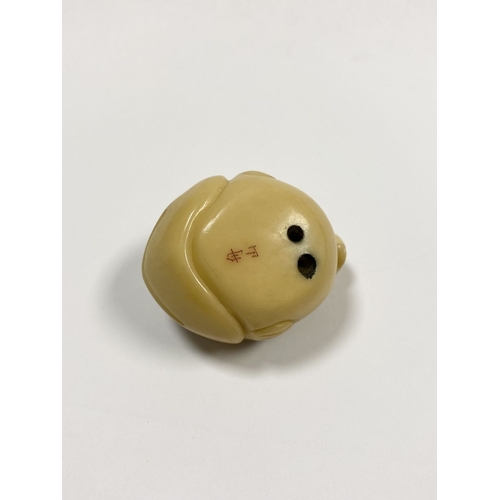 46 - AN ANTIQUE HAND CARVED JAPANESE TAGUA NUT NETSUKE, in the form of a fish, signed to base. Intricatel... 