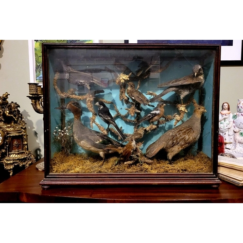 101 - AN ANTIQUE MAHOGANY CASED TAXIDERMY DISPLAY, showing a mix of birds, including a duck, chaffinch etc... 