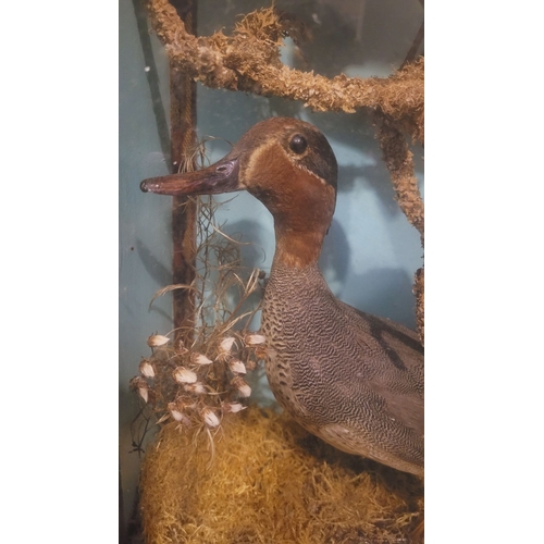 101 - AN ANTIQUE MAHOGANY CASED TAXIDERMY DISPLAY, showing a mix of birds, including a duck, chaffinch etc... 