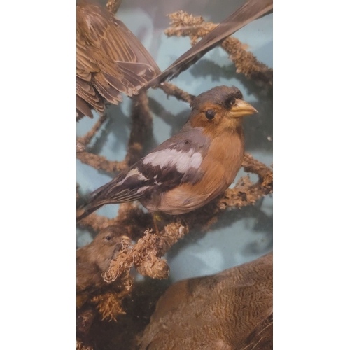 101 - AN ANTIQUE MAHOGANY CASED TAXIDERMY DISPLAY, showing a mix of birds, including a duck, chaffinch etc... 