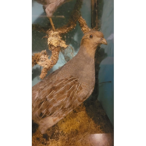 101 - AN ANTIQUE MAHOGANY CASED TAXIDERMY DISPLAY, showing a mix of birds, including a duck, chaffinch etc... 