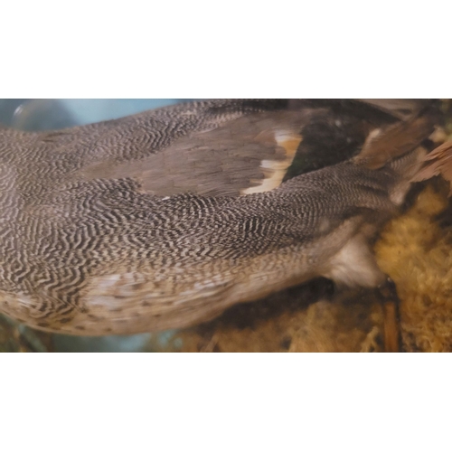 101 - AN ANTIQUE MAHOGANY CASED TAXIDERMY DISPLAY, showing a mix of birds, including a duck, chaffinch etc... 