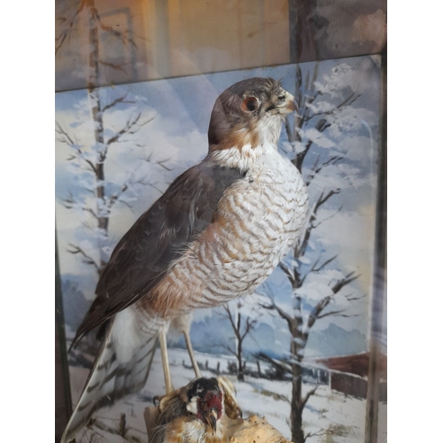 304 - A VINTAGE CASED TAXIDERMY OF MALE SPARROWHAWK, glass case on hardwood carved base. Dimensions: 37cm ... 