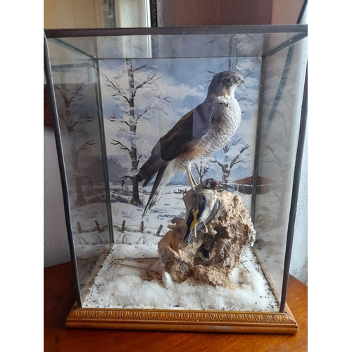 304 - A VINTAGE CASED TAXIDERMY OF MALE SPARROWHAWK, glass case on hardwood carved base. Dimensions: 37cm ... 