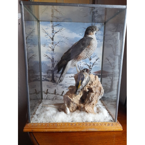 304 - A VINTAGE CASED TAXIDERMY OF MALE SPARROWHAWK, glass case on hardwood carved base. Dimensions: 37cm ... 