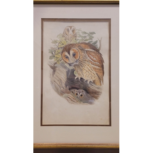 218 - AFTER JOHN GOULD, TWO FRAMED HAND COLOURED LITHOGRAPHS, JOHN GOULD (1804-1881) from Gould’s Birds of... 