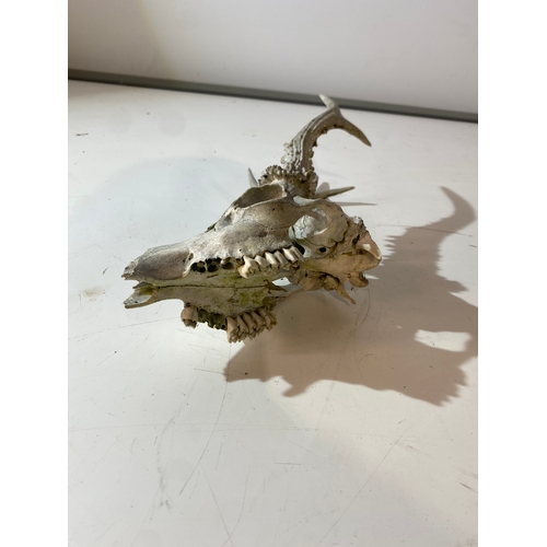 63 - Small animal skull with antlers - approx 25cm