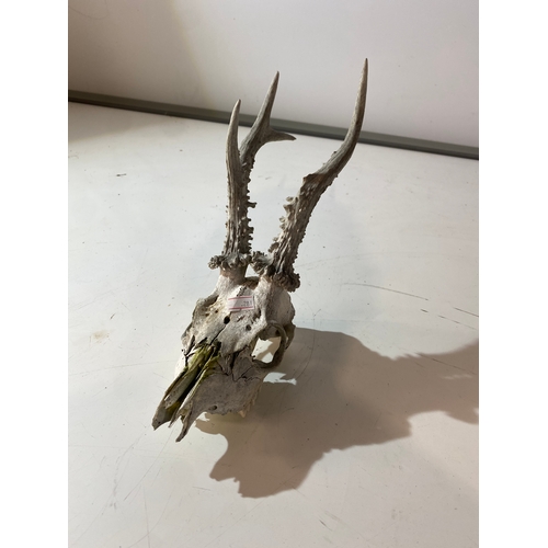 63 - Small animal skull with antlers - approx 25cm
