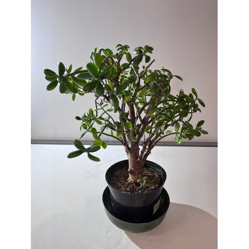 161 - Household Money Plant