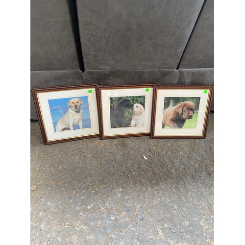 188 - 3x framed pictures of labradors