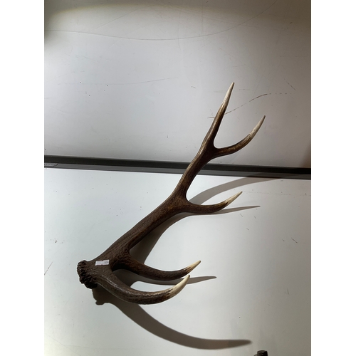 7 - One decorative boned horn - spans 50cm