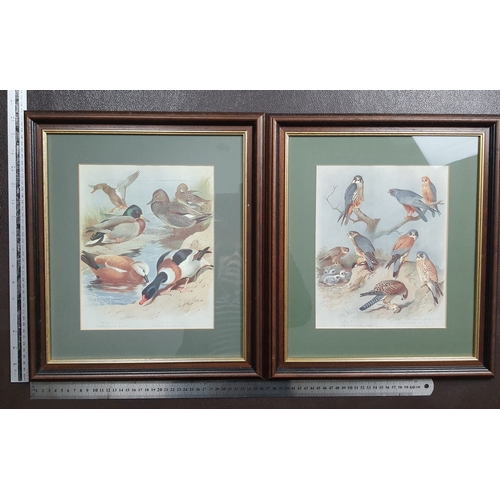 111A - 2 framed pictures of ducks and birds of prey