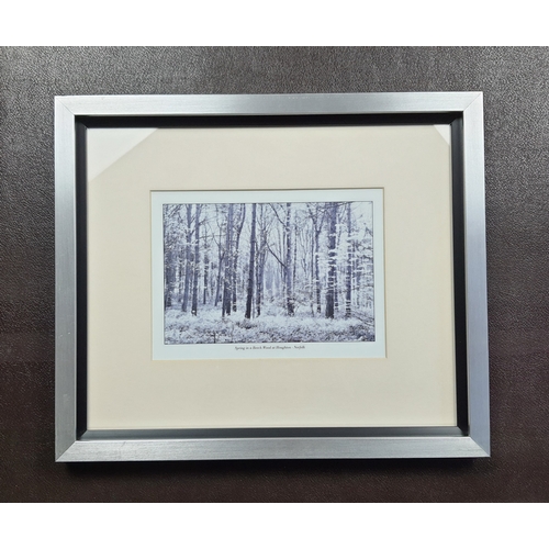 320 - Silver colour framed black & white print “Spring in a Beech Wood at Houghton, Norfolk”. Size: 45cm x... 