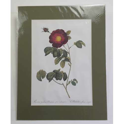 301A - 2 large prints of roses in textured mounts. Sealed. Size: 35.5 cm x 45.5 cm.