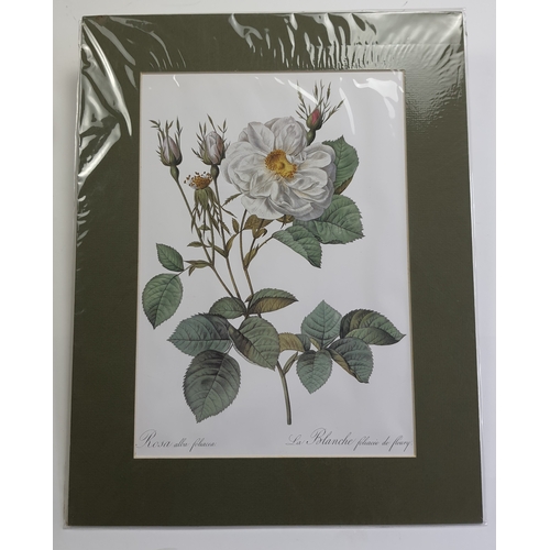 301A - 2 large prints of roses in textured mounts. Sealed. Size: 35.5 cm x 45.5 cm.