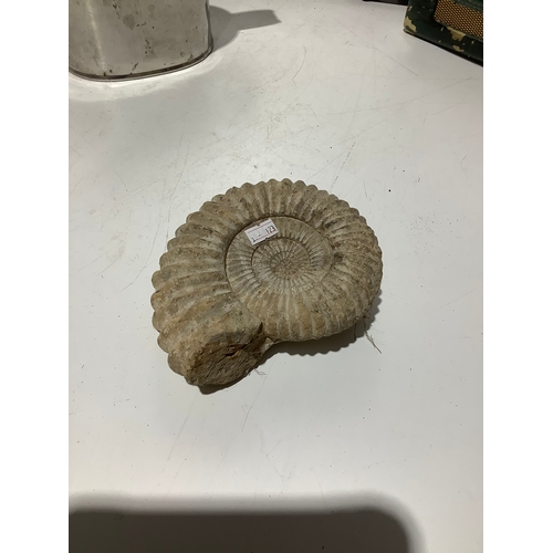 36 - Large ammonite fossil - nearly 20cm span