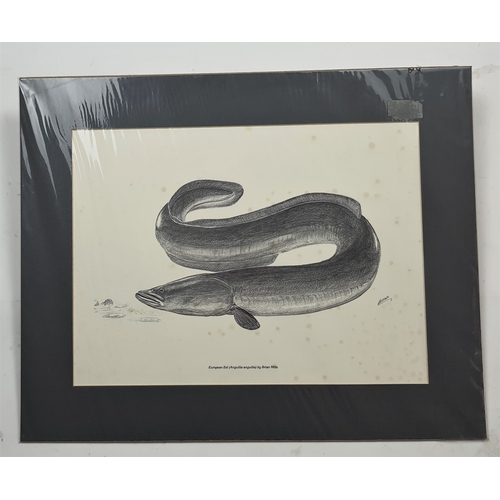 126A - 2 large black and white fish prints by Brian Mills. “Grass Carp” and “European Eel”. Individually se... 