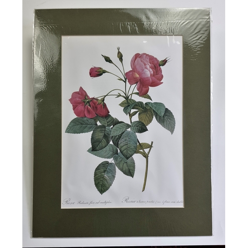 120A - 2 large prints of roses in mounts. Sealed. Size: 35.5 cm x 45.5 cm.