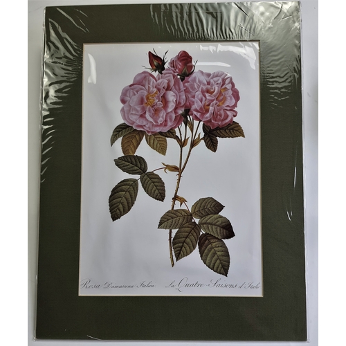 120A - 2 large prints of roses in mounts. Sealed. Size: 35.5 cm x 45.5 cm.