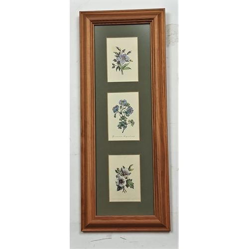 114A - 2 wood frames and glazed pictures with sweet little flower prints. Size: 18 cm x 46 cm.